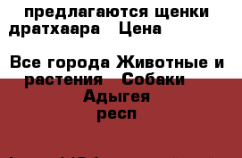 предлагаются щенки дратхаара › Цена ­ 20 000 - Все города Животные и растения » Собаки   . Адыгея респ.